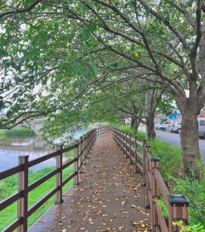 홍성군, ‘찔레꽃 길’ 광천천 보행로 조성